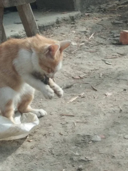 stock image a cat is sitting on the ground