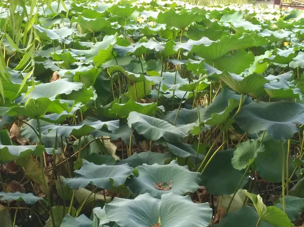 Loto Jardín — Foto de Stock