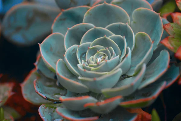 Kaktus Trädgården — Stockfoto