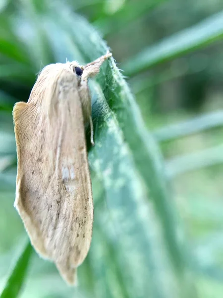 Primer Plano Una Mariposa Árbol — Foto de Stock