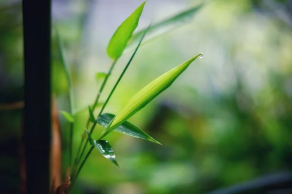 Green Leaves Garden — Stock Photo, Image