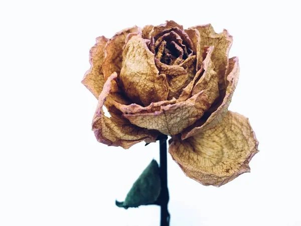 Essiccato Rosa Fiore Isolato Sfondo Bianco — Foto Stock