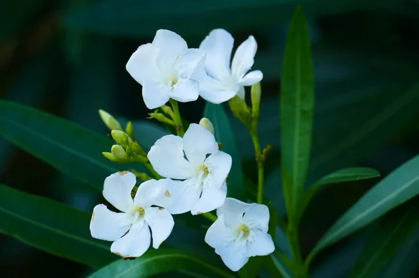 Bílá Orchidej Květina Zahradě — Stock fotografie