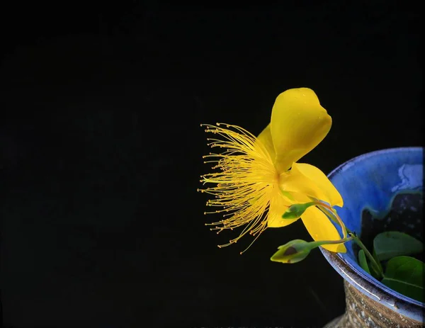 Красива Жовта Квітка Орхідеї Чорному Фоні — стокове фото