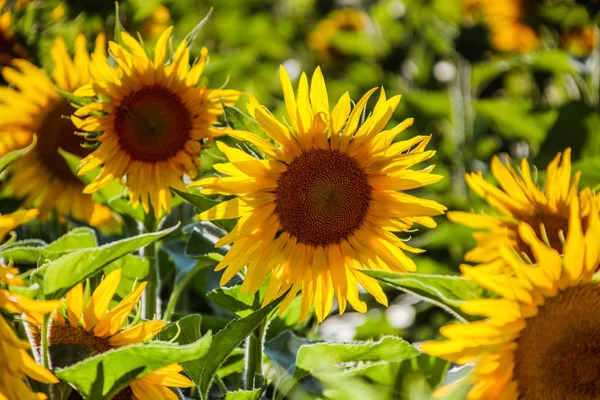 Gele Bloemblaadjes Van Zonnebloem Flora — Stockfoto