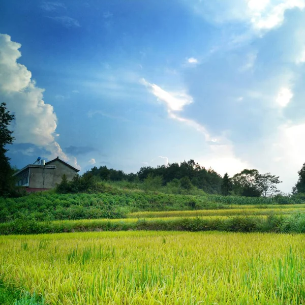 Paisaje Rural Con Arrozales — Foto de Stock