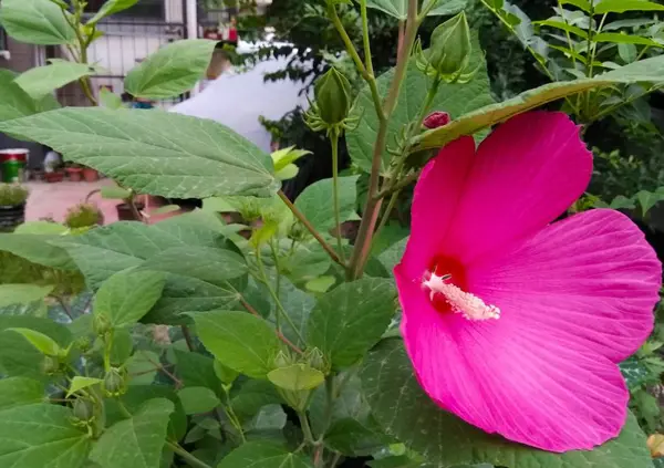 stock image pink lotus flower in the garden