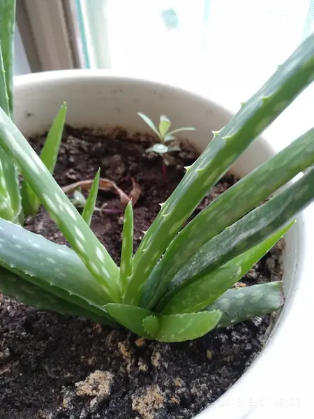 Aloe Vera Planta Flora — Foto de Stock