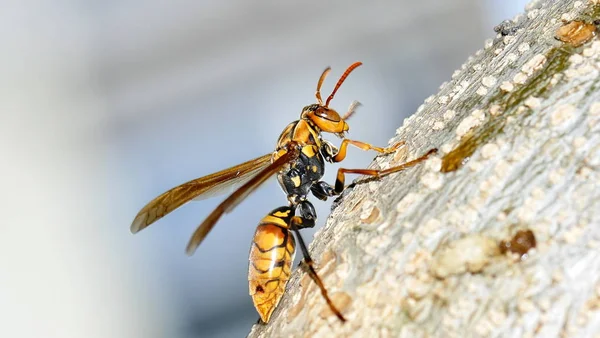 Close Dragonfly Rock — стоковое фото