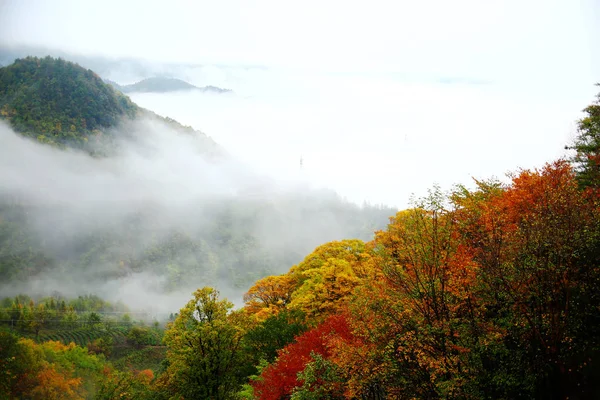 Hermoso Bosque Por Mañana — Foto de Stock