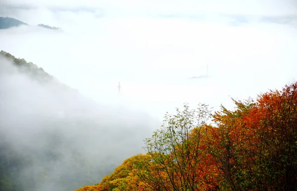 Paisaje Montaña Con Árbol Bosque — Foto de Stock