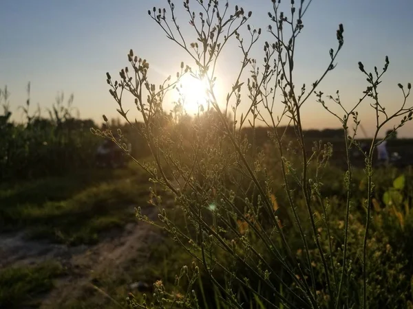 Schöner Sonnenuntergang Wald — Stockfoto