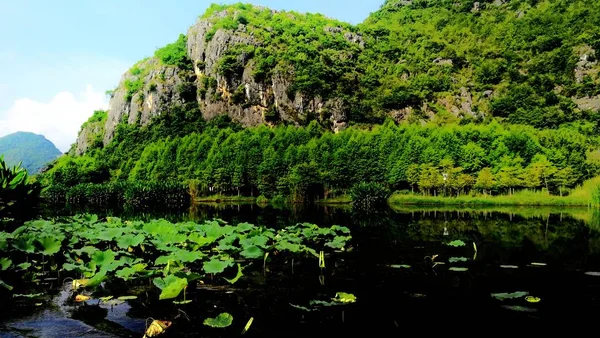 Selva Verde Las Filippinas — Foto de Stock