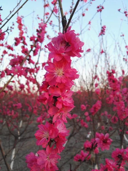 Flores Florecientes Sakura Rama Árbol — Foto de Stock