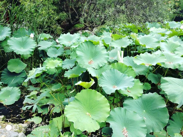 Pétalos Flor Loto Nenúfar — Foto de Stock