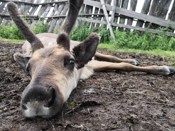 Burro Joven Granja — Foto de Stock