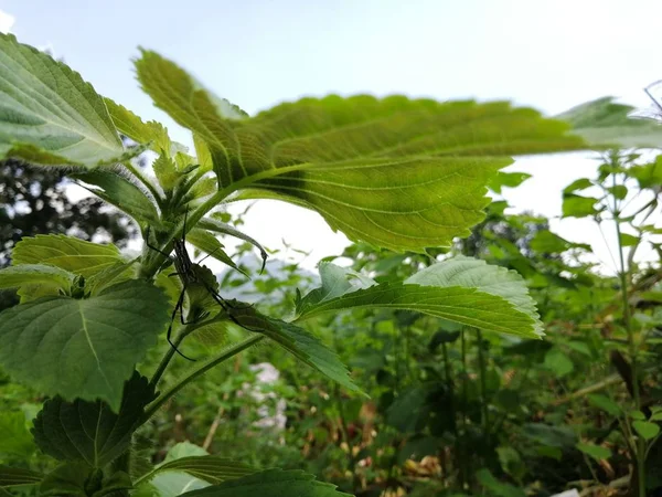 Las Hojas Verdes Del Árbol — Foto de Stock