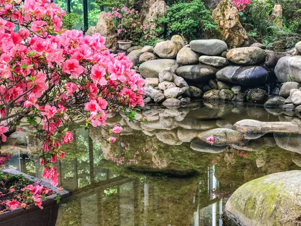 庭の美しいピンクの花 — ストック写真