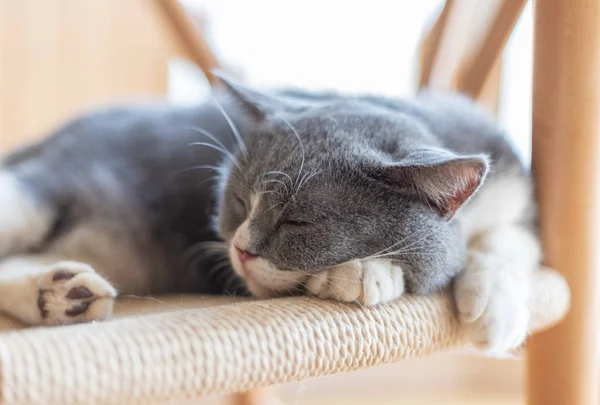 Gato Dormindo Cama — Fotografia de Stock