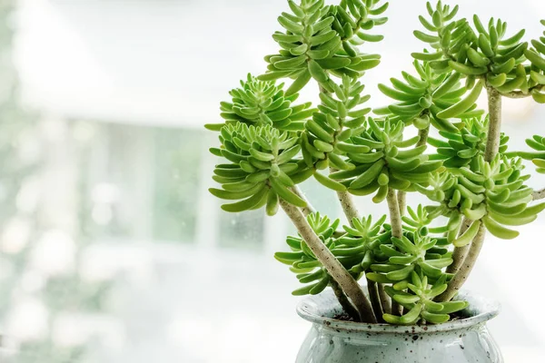 Зеленое Растение Банке — стоковое фото