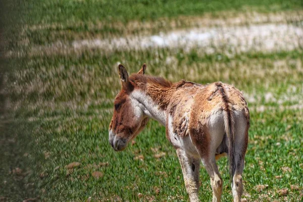 Caballo Prado — Foto de Stock