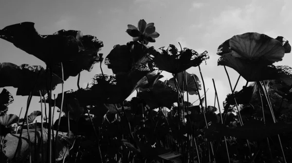 silhouette of a beautiful flower on a background of blue sky