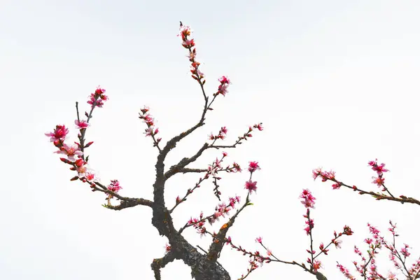 Flora Och Blommor Kronblad Natur Skönhet — Stockfoto