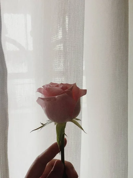Hermosas Rosas Rosadas Jarrón — Foto de Stock