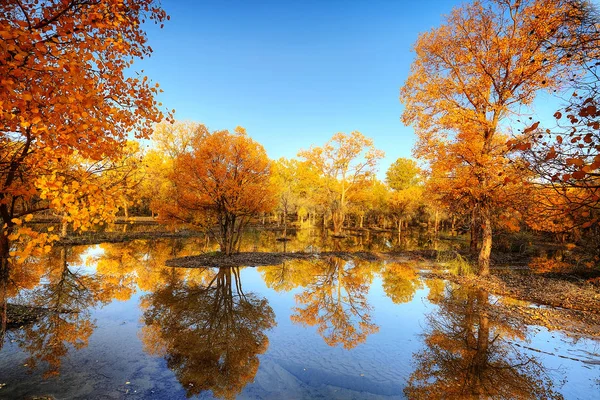 公园里美丽的秋天风景 — 图库照片