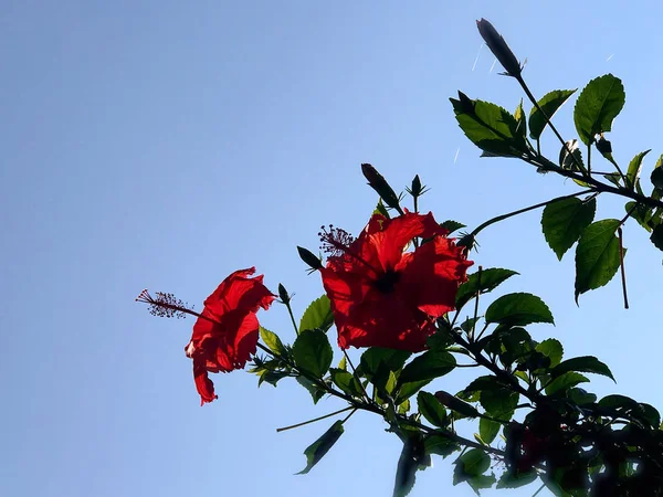 red rose on a tree