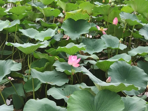 Hermoso Plano Botánico Fondo Pantalla Natural — Foto de Stock