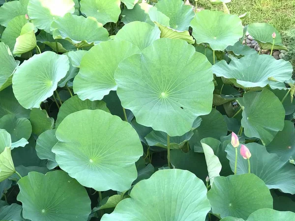 Flor Loto Verde Jardín — Foto de Stock