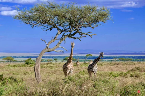 Giraffe Dier Natuur Fauna — Stockfoto