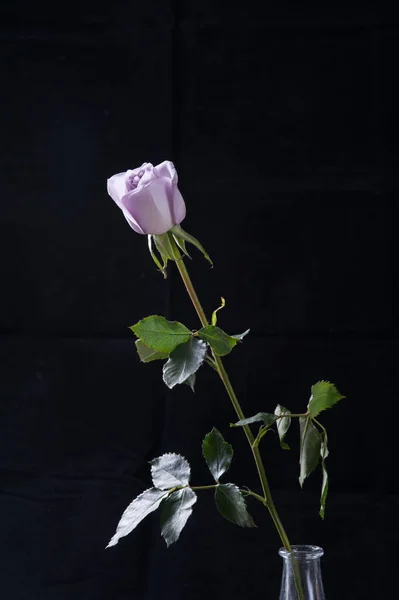 Bellissimo Bouquet Fiori — Foto Stock