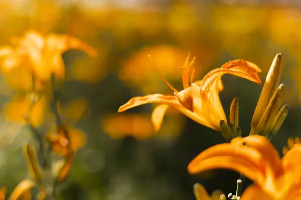 Flor Amarilla Jardín — Foto de Stock