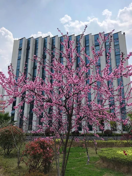 Hermoso Jardín Parque — Foto de Stock