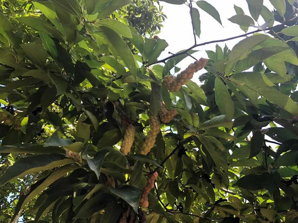 floral branches of trees, nature flora