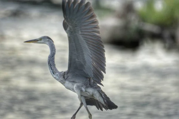 Pájaro Naturaleza — Foto de Stock