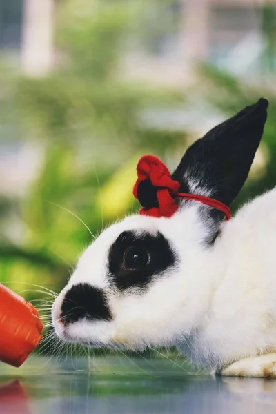 adorable rabbit animal, bunny ears