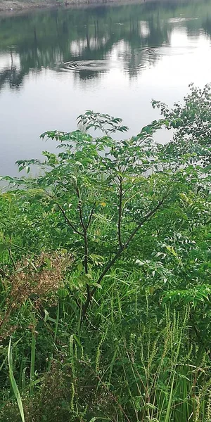 Hermoso Paisaje Con Río Pequeño Árbol — Foto de Stock