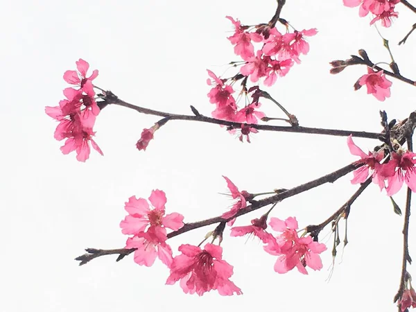 Tavaszi Kert Gyönyörű Cherry Blossom — Stock Fotó