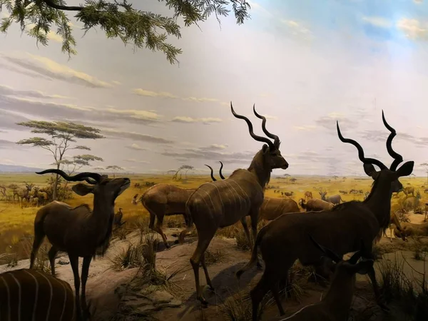 antelope animal, flora and fauna