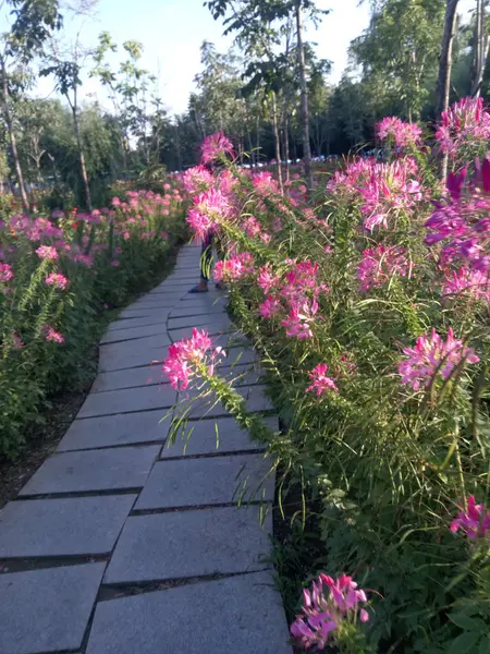 Schöne Rosa Blumen Garten — Stockfoto