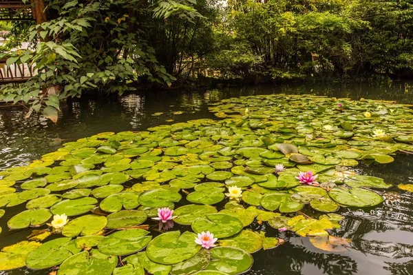 Hermosa Flor Loto Naturaleza Flora — Foto de Stock