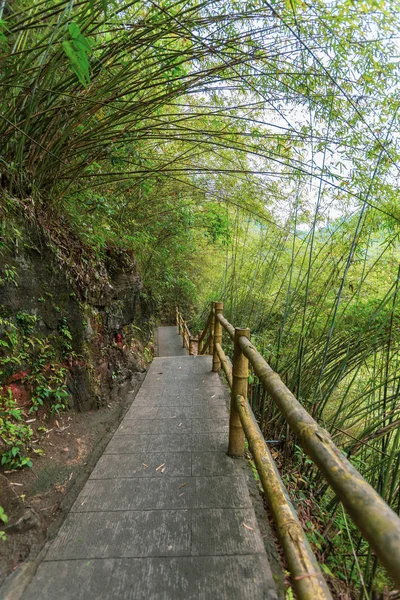 Bosque Bosque Naturaleza Flora — Foto de Stock