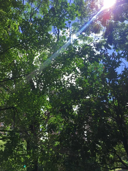 Bosque Por Mañana — Foto de Stock