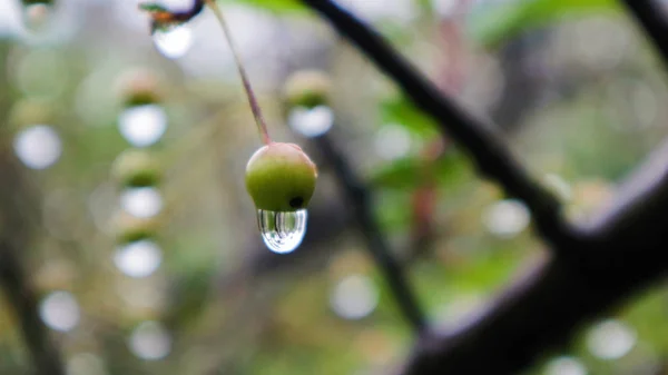 green apple tree with drops of water