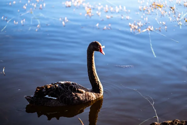 Een Zwaan Die Het Meer Zwemt — Stockfoto