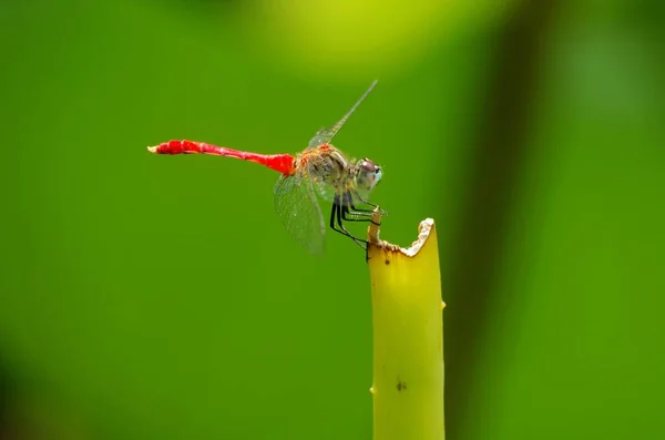 Naturaleza Vida Silvestre Insectos Flora Fauna — Foto de Stock