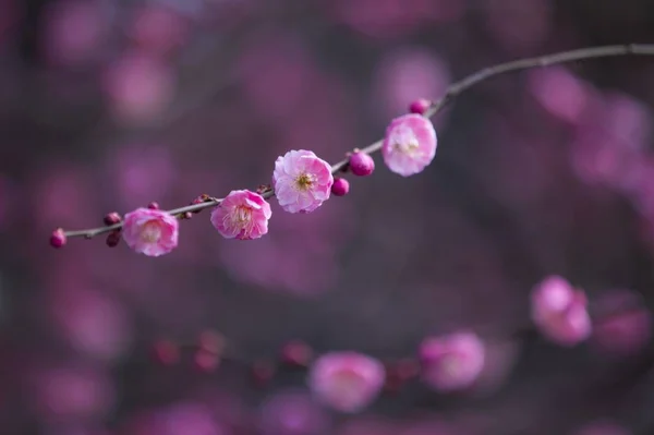 Pink Flower Garden — Stock Photo, Image